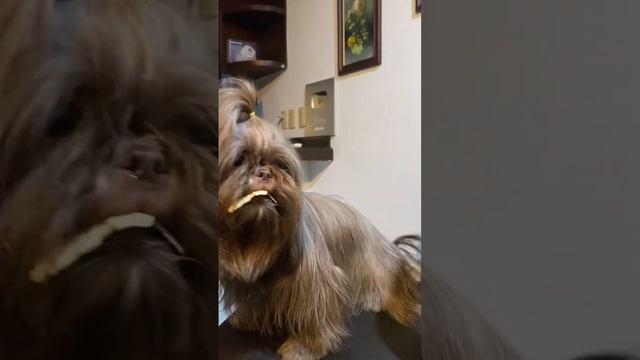 Shih tzu comiendo tortilla смотреть онлайн