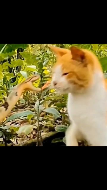 comparison speed between snake and cat #speed #science #ytshorts смотреть онлайн