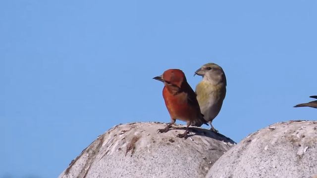 Red Crossbill смотреть онлайн