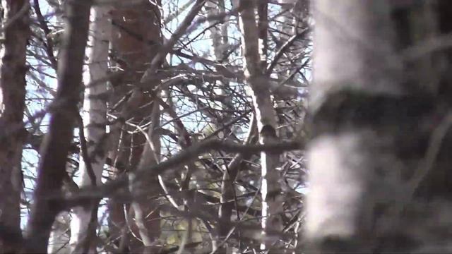 Длиннохвостая неясыть. Сова на дереве в Новосибирском дендропарке. Птицы Сибири. смотреть онлайн