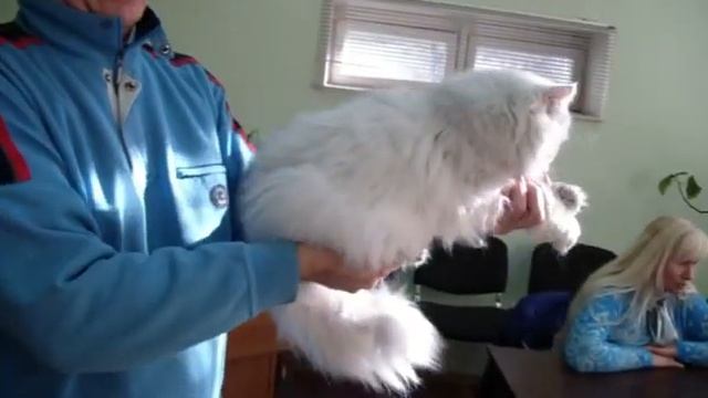 Клип №0405 - выставка кошек PCA online смотреть онлайн