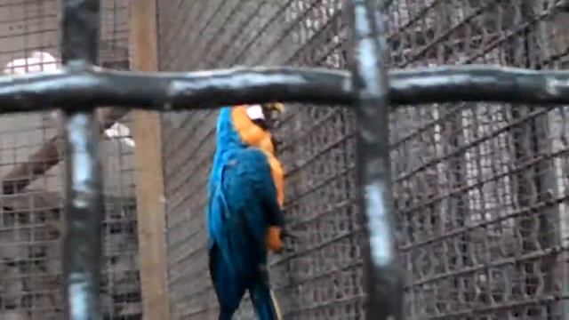 Сумасшедшие крики АРА смотреть онлайн