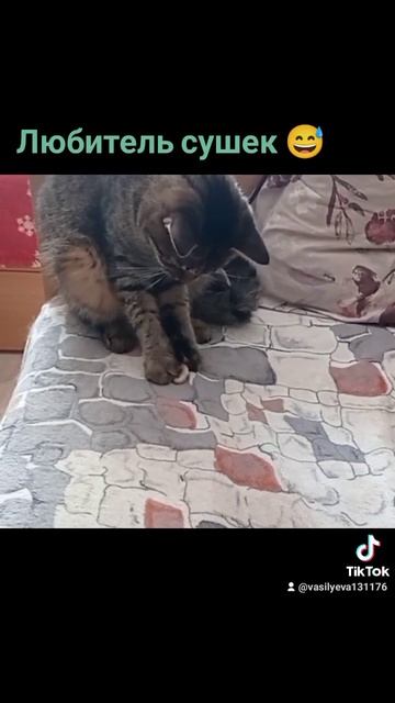 Смешные котики 🐱. Помощь бездомным животным. Минск #кот смотреть онлайн