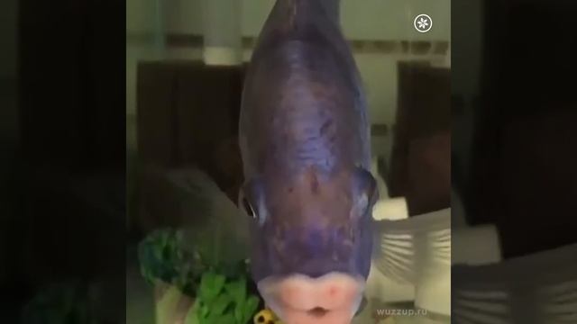 у рыбки губки просто блеск)) смотреть онлайн