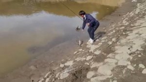 ОГРОМНЫЕ САЗАНЫ на дергач (драч)