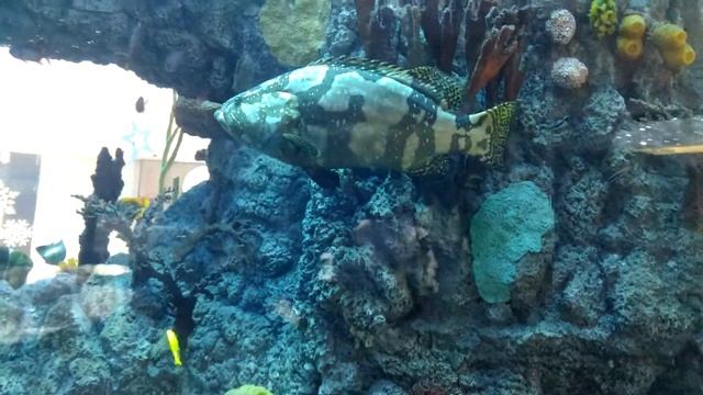 Внутри аквариума смотреть онлайн