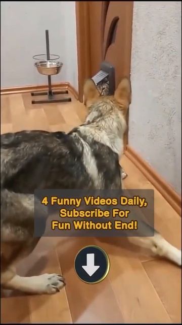 Most Hilarious Cat vs. Dog Fight - Funniest Dogs 🐶 & Cats 😹 - Best Funny Animal Videos 2023 😇 #114 смотреть онлайн