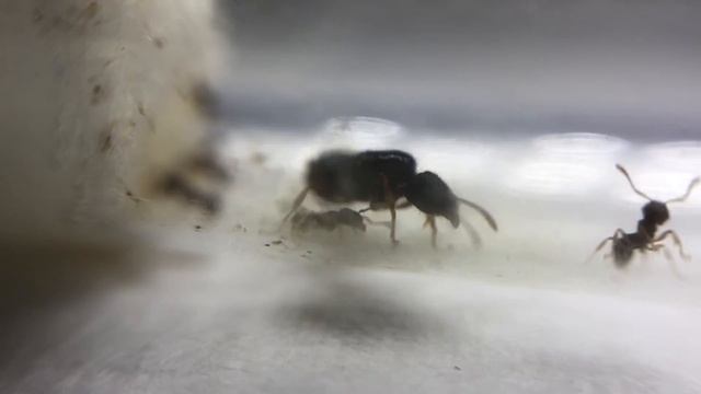 My Tetramorium sp. Colony 9/7/2019 смотреть онлайн