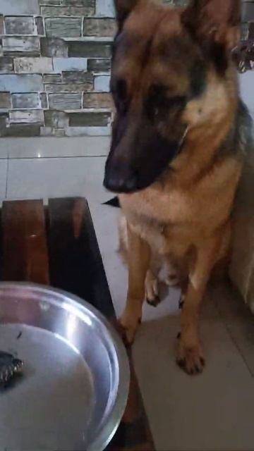 ..bunny's friend turtle 🐢 🥰🥰 | #shorts #viral #trending | 🐶 | смотреть онлайн