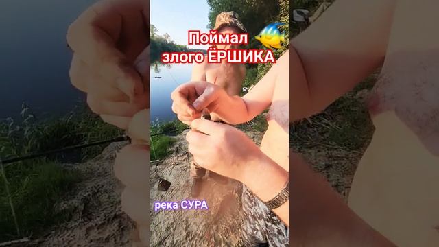 Злого ЁРШИКА "цапнули" на Суре🔥 #сура #ерш #ёрш #рыбалка смотреть онлайн