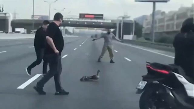 🦆 На МКАД добрые автомобилисты помогли семейству уточек. смотреть онлайн