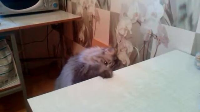 Кошка смотреть онлайн