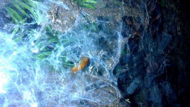 Cyclosternum fasciatum feeding смотреть онлайн