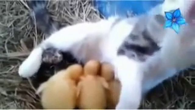 Кошка защищает цеплят,шок!! смотреть онлайн