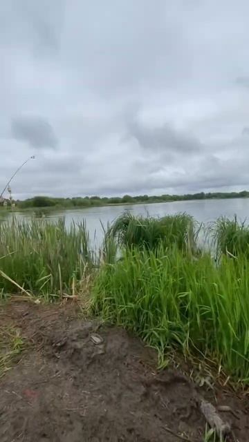 Карп-карась залетает #рыбалка смотреть онлайн