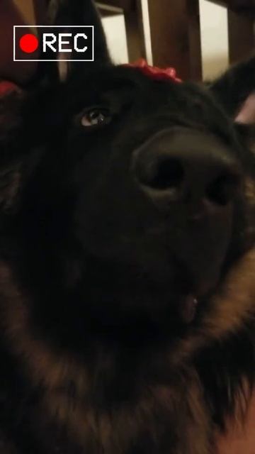 Koda is wearing a flower on his head🌸 #shorts #germanshepherd #subscribe смотреть онлайн