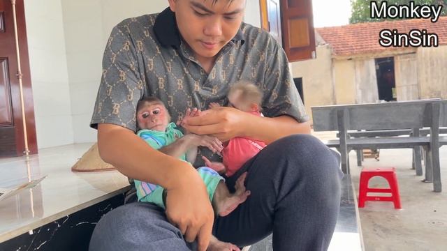 Monkey SinSin & ZiZi Enjoy Relaxing While Dad Takes Care Of Their New Nails