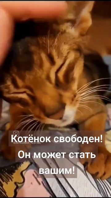 Абиссинский котёнок по имени Симба 👑🦁 #абиссинскиекотята #abyssinian #абиссинец #абиссинскийкот смотреть онлайн