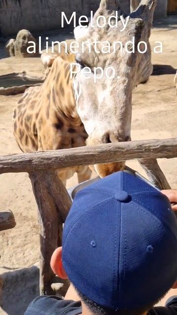 #zoo #jirafa #laaurora смотреть онлайн