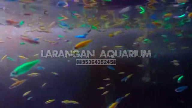 Danio Glofish @Tokopedia Larangan Aquarium смотреть онлайн