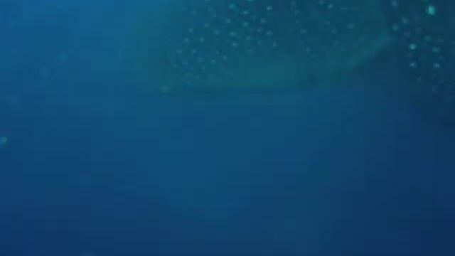 Whale Shark смотреть онлайн