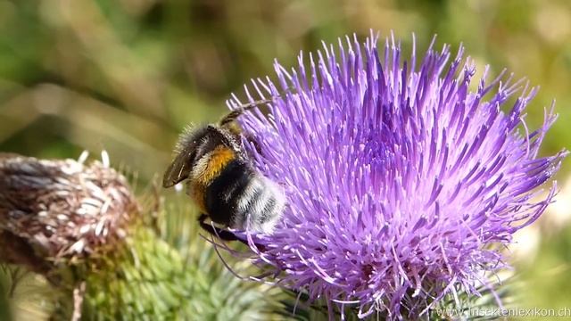 Hellgelbe Erdhummel (Bombus lucorum) смотреть онлайн