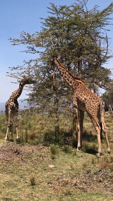 Mom and a baby giraffe are enjoying a testy tree leaves 🦒🦒🌳 #giraffe #safari #nature #bluesky смотреть онлайн