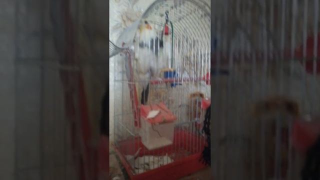 Попугай поёт смотреть онлайн