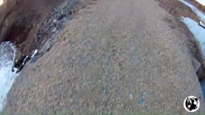 Охота на бобра с ружьем.