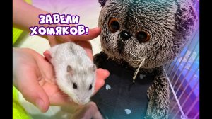БАСИКИ ЗНАКОМЯТСЯ С ХОМЯКАМИ/Купили хомяков #Басики #Басик#волшебныебудни