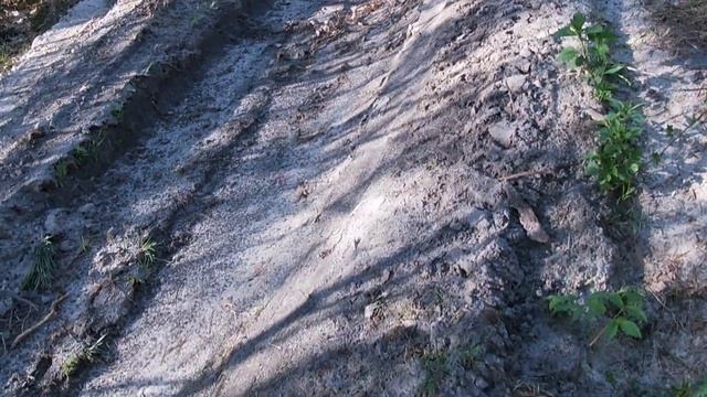 Дикоросы и апрельское цветение в лесу. Салат из дикоросов.