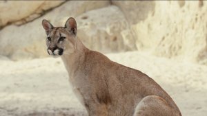 ДЕТИ ЛЕСА - превращение. Уже в кино!