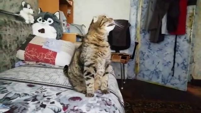 Кот орёт, просит чесаться. смотреть онлайн