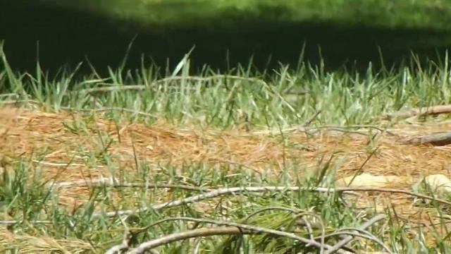 prairy warbler смотреть онлайн