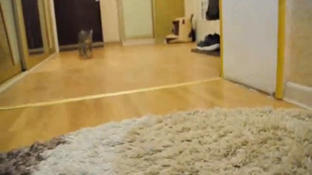 Кото -пёс кот носит игрушки хозяевам как собака. смотреть онлайн