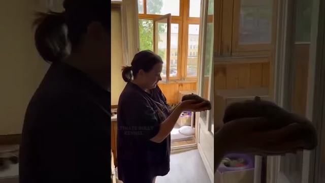 Американский булли❤️8 малышей от Забавы и Рича. Маленькая история о том, как они появились на свет! смотреть онлайн