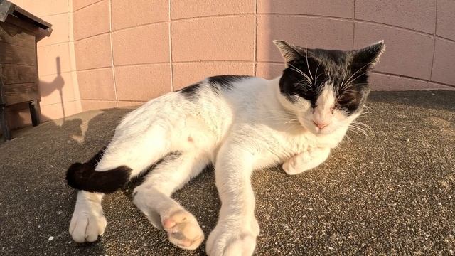 猫地蔵に祈りを捧げたら、可愛い猫ちゃん達がモフらせてくれた смотреть онлайн