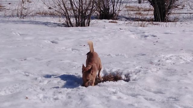 Собака страус смотреть онлайн