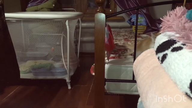 Лео найденыш из кустов, 18 дней как малыш у нас, уже просто не узнать! Игривый мурчалкин на прогулк смотреть онлайн