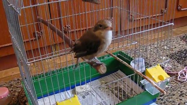 Чики возмущается смотреть онлайн