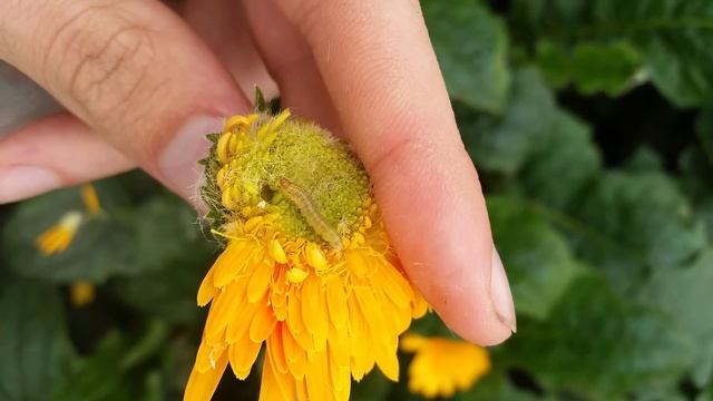 Plutella xylostella [Diamondback Moth] Larva смотреть онлайн