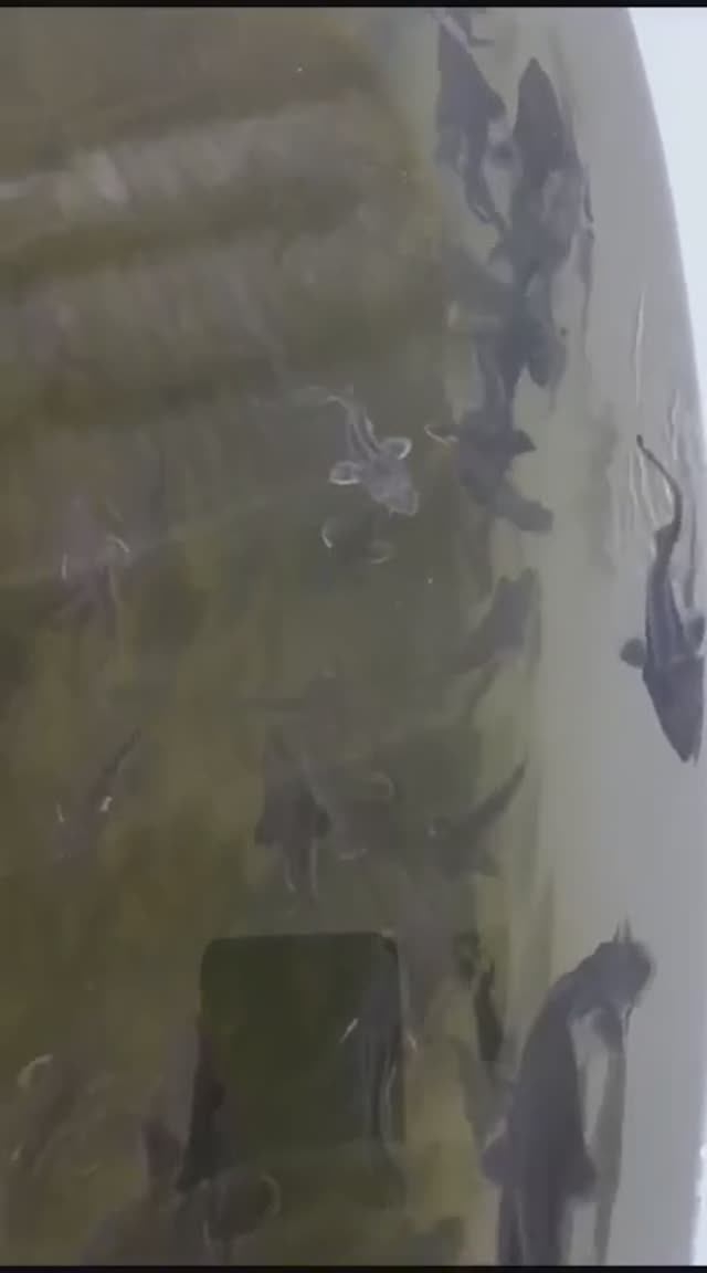 Астрахань 06.02.25