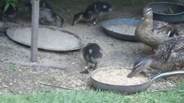 Подсадные утки