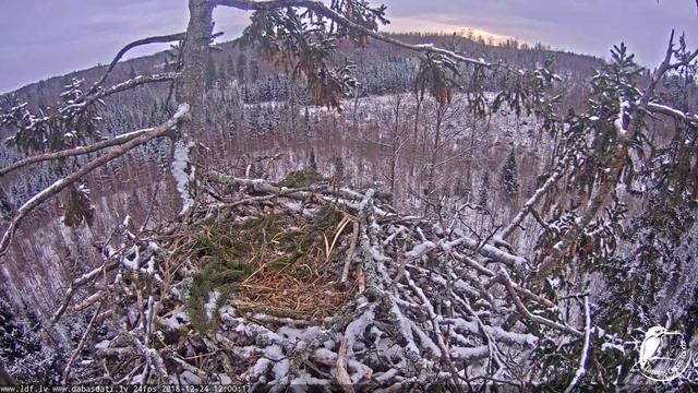 White tailed eagle webcam 1 in Latvia 20181224 1159 смотреть онлайн
