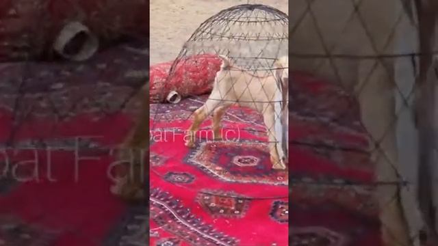 world longest ear goat kid simbha ear length 19" смотреть онлайн