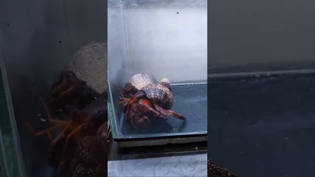 Live kelomang coenobita perlatus si kelomang stroberi 🍓 смотреть онлайн