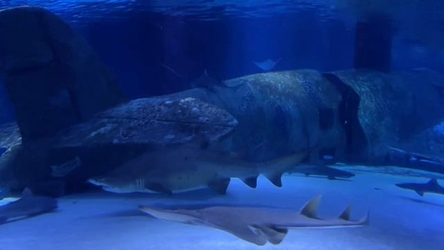 Огромная акула в океанариуме Анталии. a shark in the Antalya Oceanarium смотреть онлайн