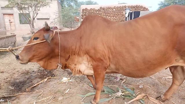 Beautiful Sahiwal Cross Cow for Sale on Etimad tv 03418454696 смотреть онлайн