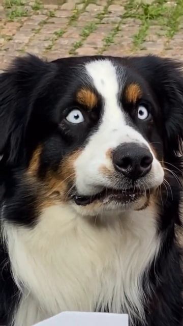 Наши цены удивят кого угодно, акции и выгодные предложения в Томико 🌳 #опт #собака #детскаяодежда смотреть онлайн