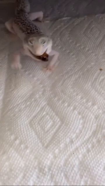 Smile lizard 🦎💚 #Shorts смотреть онлайн